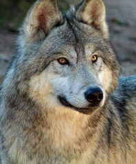 Marie Jo ANO - Pointeur - Joueur de pétanque - Membre Pétanque Génération