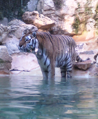patrick mula - Milieu - Joueur de pétanque - Membre Pétanque Génération