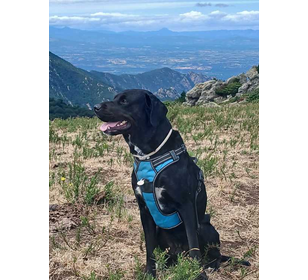 Joueur de pétanque  - Membre de pétanque génération