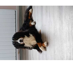 Joueur de pétanque  - Membre de pétanque génération